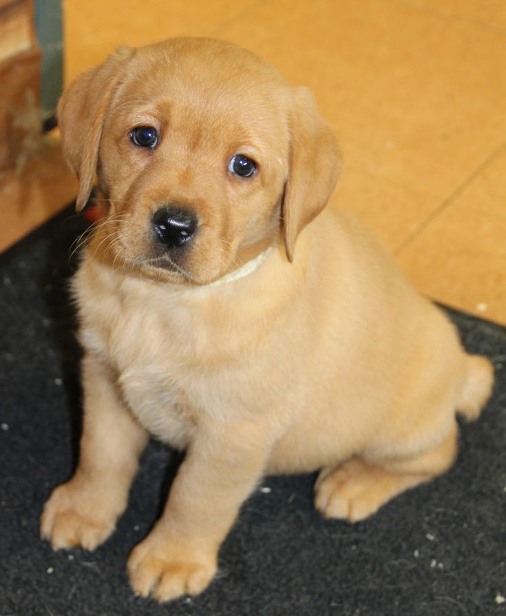 REGALO CACHORROS LABRADOR(WHATSAPP 34632736611)